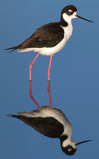 Black-necked Stilt